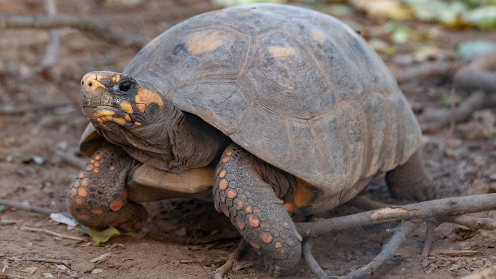 reingresaron-a-la-tortuga-yaboti-al-parque-nacional-el-impenetrable-chaqueno
