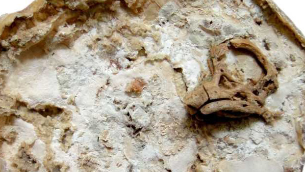 restituyeron-un-embrion-de-dinosaurio-robado-hace-20-anos-de-un-sitio-arqueologico