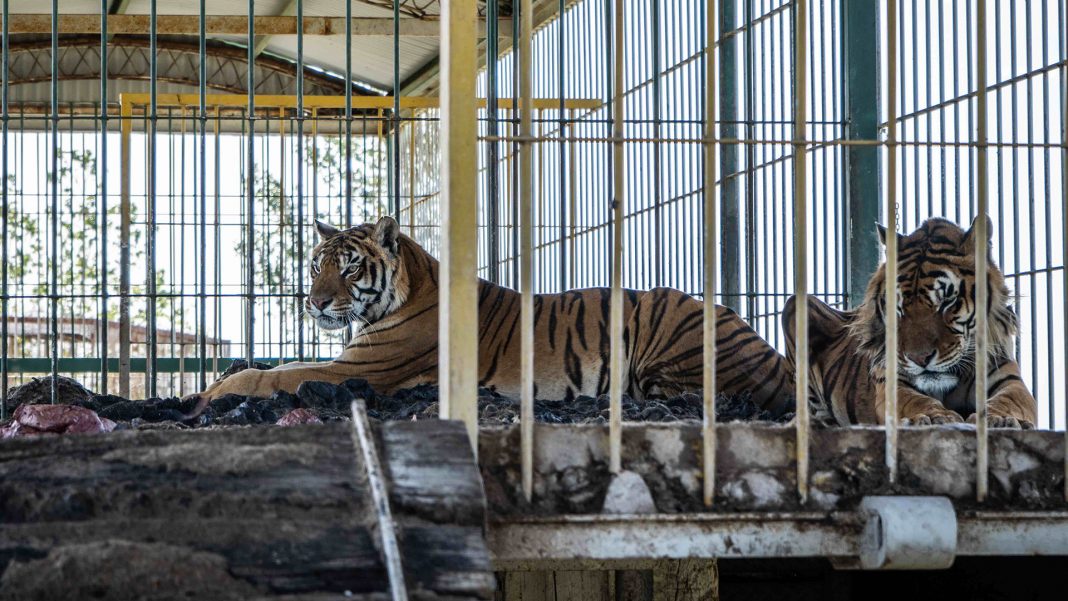 rescataron-a-cuatro-tigres-de-bengala-abandonados-por-un-circo-en-san-luis