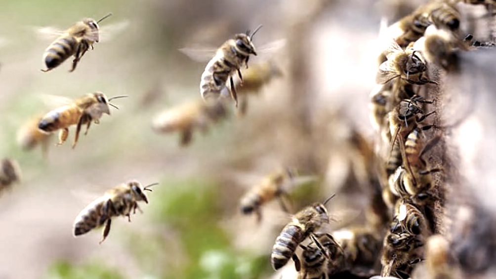 la-sequia-y-los-incendios-ocasionaron-una-perdida-superior-al-50-%-en-apicultura