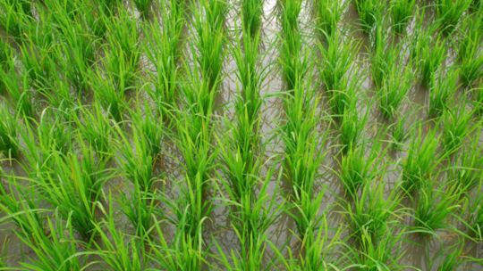 por-la-sequia,-la-produccion-de-arroz-cayo-16%-en-2022