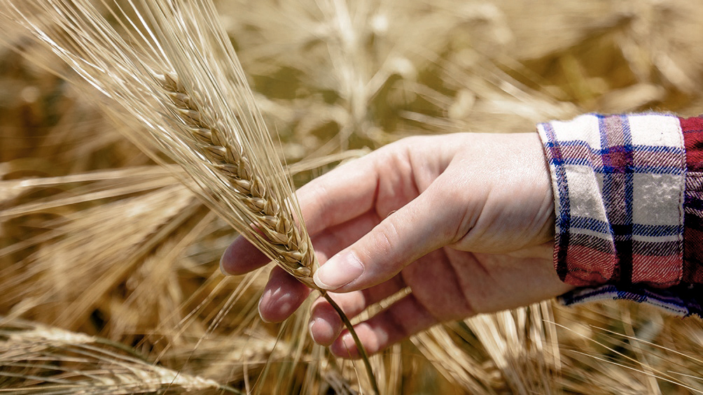 la-proyeccion-de-cosecha-del-trigo-es-“mucho-mejor-de-la-esperada”-pese-a-la-sequia